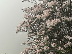 -萍乡武功山风景名胜区