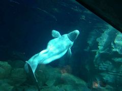 -广东省拱北口岸中国旅行社(华宾营业部)