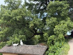 -杨家堂村