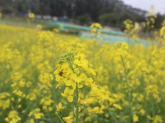 -光明小镇欢乐田园
