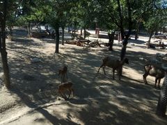 -石家庄市动物园