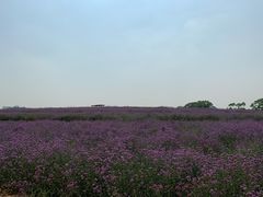 -光明小镇欢乐田园