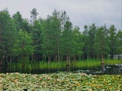 -白鹭湾湿地公园