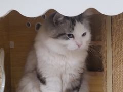 -滚猫咖啡·猫咖·猫友好撸猫(未来城店)