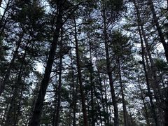 -帽儿山国家森林公园