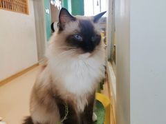 -猫在这儿猫咪咖啡馆·撸猫馆