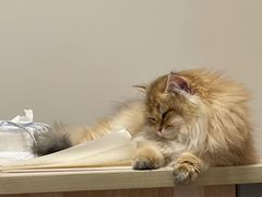 -欣宠猫屋·矮脚拿破仑·蓝金金渐层