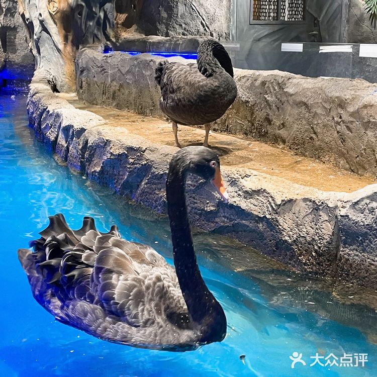 Zoolung zoolung史上最强攻略💕💕💕