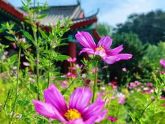 -御道口草原森林风景区
