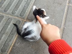 -溪岸路花鸟市场