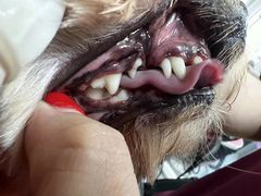 -宠福鑫康馨动物医院·骨科·眼科