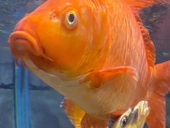 -上海海洋水族馆