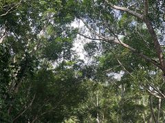 -野象谷景区