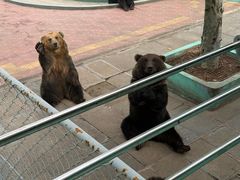 -西霞口神雕山野生动物世界
