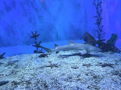 -太平洋海底世界