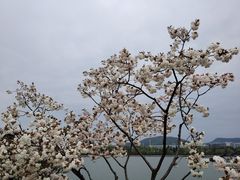 -羊山湖公园