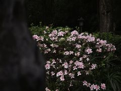 -广州兰圃