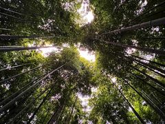 -树山生态村