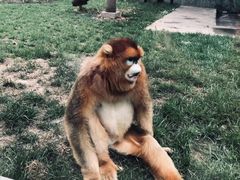 -西安秦岭野生动物园