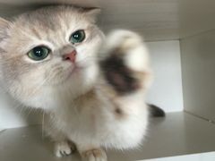 -东方名猫馆·英短金渐层布偶猫舍(环线广场1号楼店)