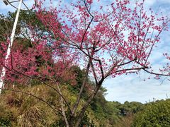 -广州市帽峰山景区