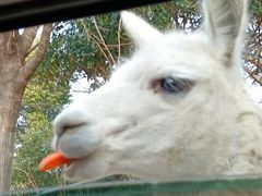 -常州淹城野生动物世界