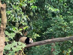 -成都大熊猫繁育研究基地