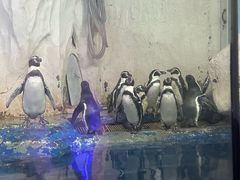 -太平洋海底世界