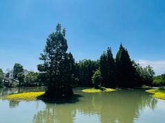 -桤木河湿地公园