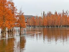 -白鹭湾湿地公园