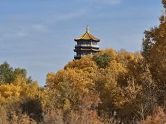 -金塔沙漠胡杨林景区