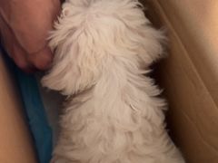 -瑞派福兴宠物医院犬猫全科·骨科·中西医结合(河东店)