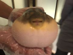 -肆月河豚·新淮扬(金融街店)