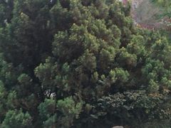 -神仙树公园