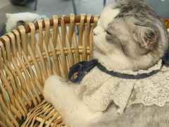 -怪兽屋·羊驼·猫咖·狗咖(俊华广场店)