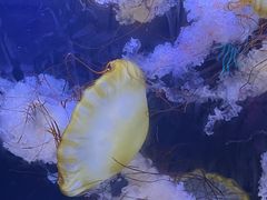 -珠海长隆海洋王国