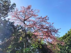 -火炉山森林公园