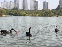 -五缘湾湿地公园
