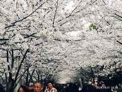 -高东镇樱花园