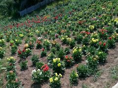 -北纬44度·金珠花海休闲农业旅游景区