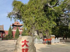 -大槐树寻根祭祖园