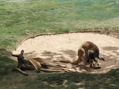 -西霞口神雕山野生动物世界
