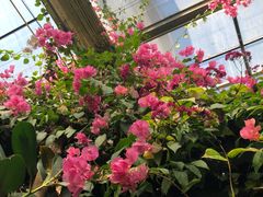 -呀路古热带植物园