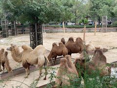 -石家庄市动物园