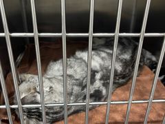 -佑安动物医院·全科·内窥镜中心(幸福巷店)