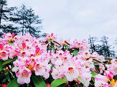 -瓦屋山景区