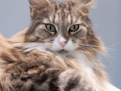 -瑞鹏宠物医院·骨科·猫科·内科(第一中心)