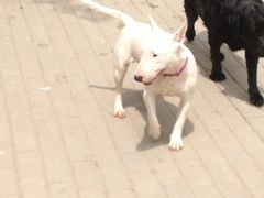 -酷迪宠物公园