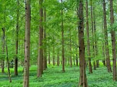 -黄海国家森林公园