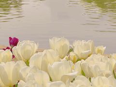 -石家庄市植物园